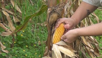 La chicharrita y el clima ponen en jaque la campaña de maíz y se estima una caída del 21 % de la superficie