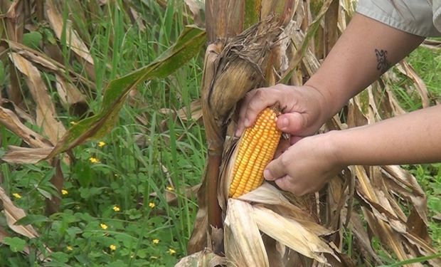 La chicharrita y el clima ponen en jaque la campaña de maíz y se estima una caída del 21 % de la superficie