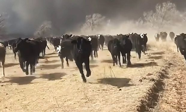 Un incendio sin precedentes afecta a la principal zona ganadera de Estados Unidos: "Parece un paisaje lunar"