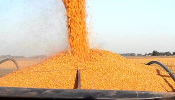 La Sociedad Rural estima que por la sequía la cosecha caerá un 17%