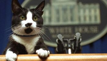 Día Internacional del Gato: por qué se celebra el 8 de agosto