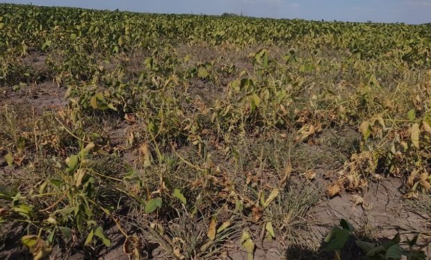 CRA pide que se declare la emergencia agropecuaria ante el impacto de la sequía
