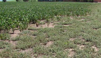 Malezas: alarma en Santa Fe por el avance en lotes de soja y maíz