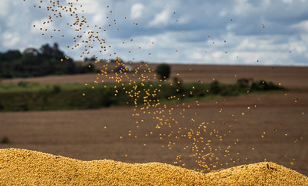 Alta na produção de oleaginosa é quando comparada ao ciclo 2021/2022, que sofreu com adversidades climáticas.  (foto - Sistema CNA/Senar)