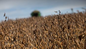 Aprosoja-MT aponta: 87% dos produtores não conseguem cobrir o custo da soja