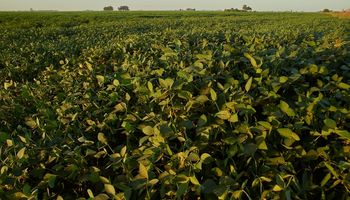 Estancamiento: Argentina perdería un histórico liderazgo global del agro