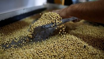 Subas para el precio de la soja: la sequía se junta con la incertidumbre sobre el Covid en China