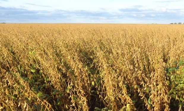 Estados Unidos recorta stocks de soja y se espera un aumento en el precio al productor