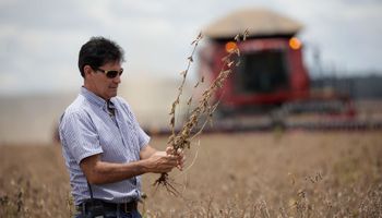 La soja cede protagonismo en el campo argentino: qué intención tienen los productores