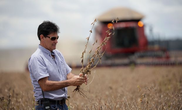 La soja cede protagonismo en el campo argentino: qué intención tienen los productores