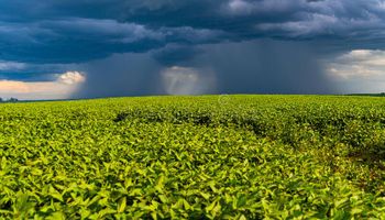 Crece el rinde promedio: ¿Qué fue lo que hizo que la soja 2021/22 le gane al "clima extremo"?