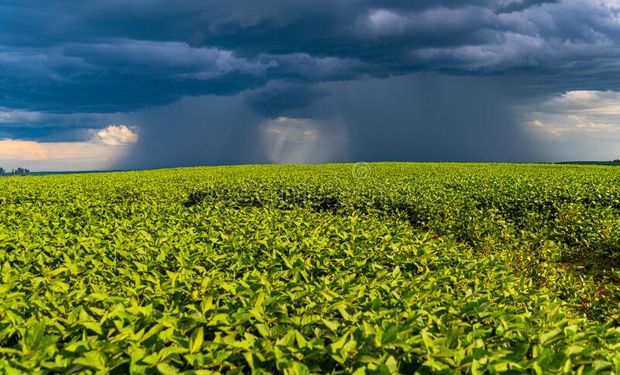Crece el rinde promedio: ¿Qué fue lo que hizo que la soja 2021/22 le gane al "clima extremo"?