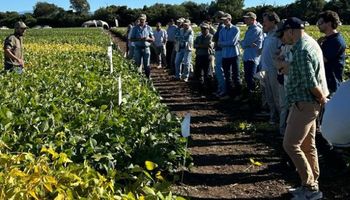 Los resultados "alarmantes" de la soja en Argentina, la visión de los campeones del cultivo y una herramienta digital para tomar decisiones en tiempo real