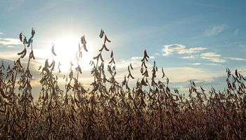 Temor a recesión global: se desplomó el precio de la soja y arrastró al maíz y al trigo