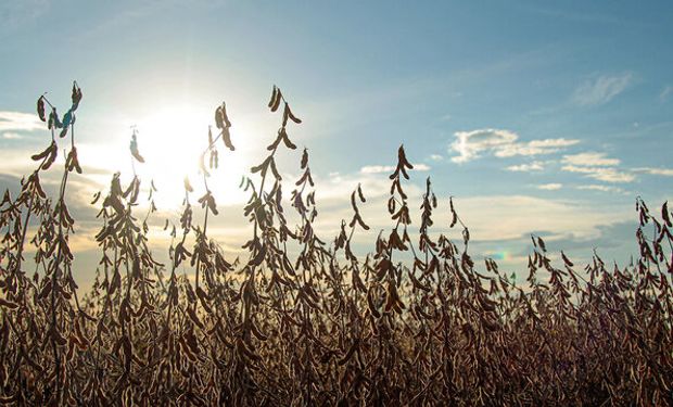 Temor a recesión global: se desplomó el precio de la soja y arrastró al maíz y al trigo