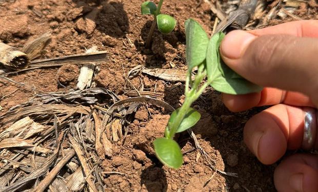 Bioinsumo com dupla função da Embrapa aumenta o rendimento da soja em 10%