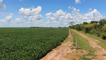 COP26: las ocho firmas que pondrán US$ 3000 millones para producir carne y soja libre de deforestación