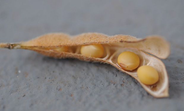 La soja lidera las bajas en CBOT
