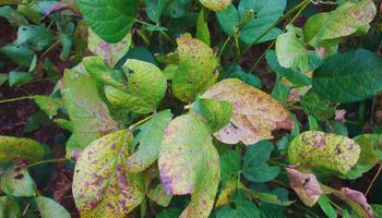 Manejo del cultivo, control químico y prácticas culturales: las estrategias para potenciar la soja