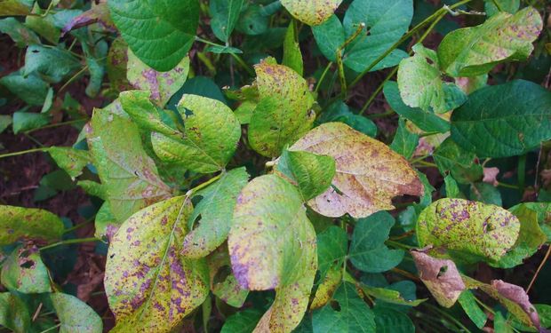 Manejo del cultivo, control químico y prácticas culturales: las estrategias para potenciar la soja