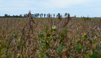 USDA: qué expectativa tiene el mercado de granos para el informe que se presenta hoy