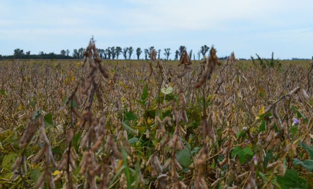 USDA: qué expectativa tiene el mercado de granos para el informe que se presenta hoy