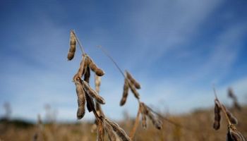 Soja, trigo y maíz: la oferta y demanda mundial en nueve gráficos