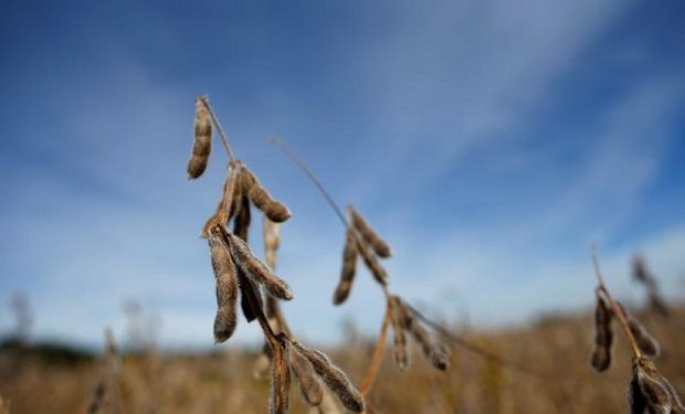 Soja, trigo y maíz: la oferta y demanda mundial en nueve gráficos