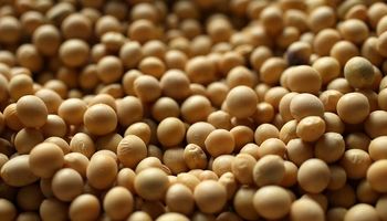 La soja y el maíz subieron con fuerza y contagiaron al trigo: qué preocupa al mercado