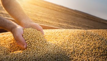 El trigo cierra la semana con una ganancia acumulada del 6%