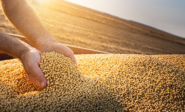 El trigo cierra la semana con una ganancia acumulada del 6%