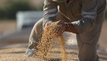 El precio de la soja volvió a subir: cuánto se pagó en Rosario