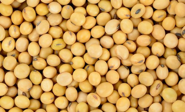 El precio de la soja alcanza máximos históricos en Chicago: cuánto recibe un productor en Argentina