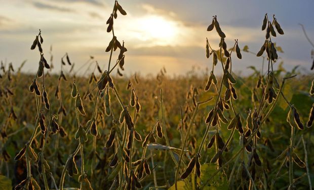 Se mantiene el temor a la sequía: la soja subió más de US$ 5 en Chicago
