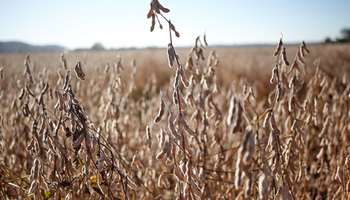 Los productores advierten que la suba de la soja y el maíz no compensa las pérdidas por la sequía