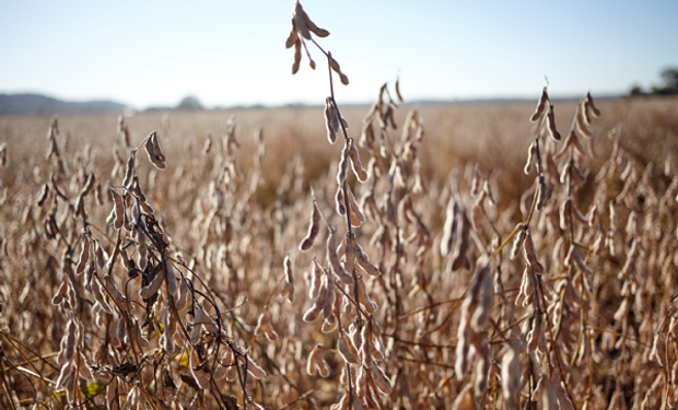 Los productores advierten que la suba de la soja y el maíz no compensa las pérdidas por la sequía