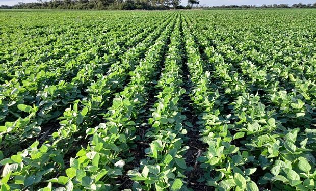 La soja, de nuevo cerca de los US$ 600: cuánto se pagó en Rosario