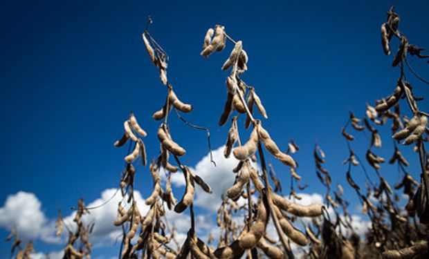 Embrapa aponta que, na safra 2021/22, os estados do Rio Grande do Sul, PRraná, Santa Catarina e Mato Grosso do Sul perderam mais de R$70 bilhões em grãos de soja. (foto - CNA/Senar)