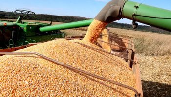 Soja resiste à safra recorde e mantém preços firmes com demanda aquecida