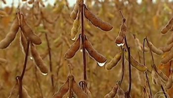 Chuvas atrasam colheita e já repercutem na cotação da soja