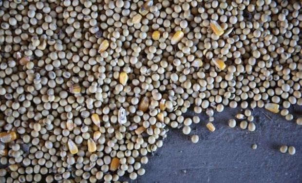 Novo aplicativo da Conab auxilia produtores a calcular descontos de armazenagem