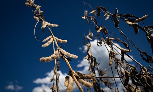 Altas temperaturas e chuvas irregulares impactam lavouras no Brasil, aponta Conab