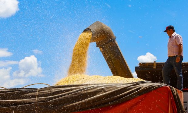 Quebra se deve, sobretudo, à atuação da forte intensidade do fenômeno El Niño. (Foto: Gilson Abreu/AEN)