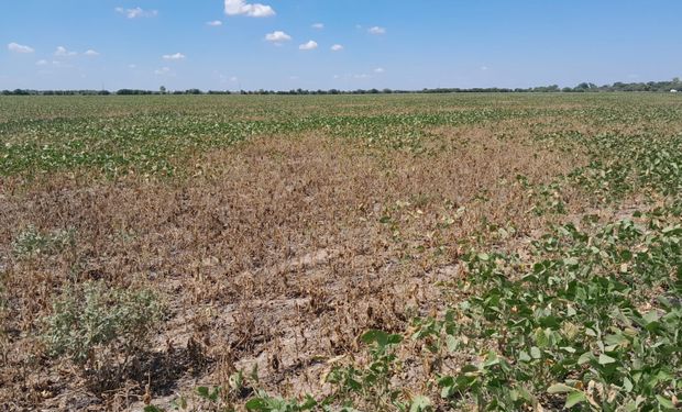 Por qué se desploma el precio de la soja en plena sequía argentina