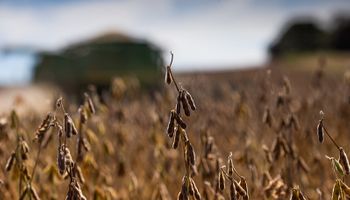 ¿Revive la soja? Se espera que la cosecha crezca un 138% en 2024, aunque alertan por la disponibilidad de semillas