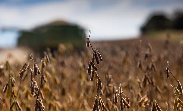 ¿Revive la soja? Se espera que la cosecha crezca un 138% en 2024, aunque alertan por la disponibilidad de semillas