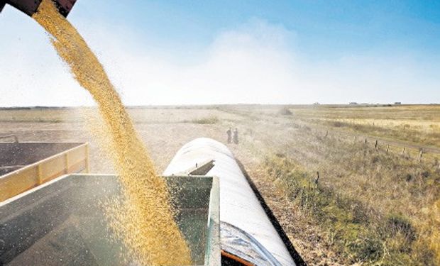 Productores retienen soja por u$s 6300 millones para cubrirse de una mayor devaluación