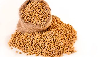 Queda do dólar e expectativa de safra pressionam cotações da soja