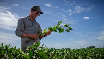 La soja más sembrada de la Argentina: las variedades que se recomiendan para cada ambiente y las estrategias para encarar un año con poca agua