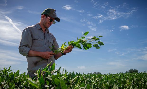 La soja más sembrada de la Argentina: las variedades que se recomiendan para cada ambiente y las estrategias para encarar un año con poca agua